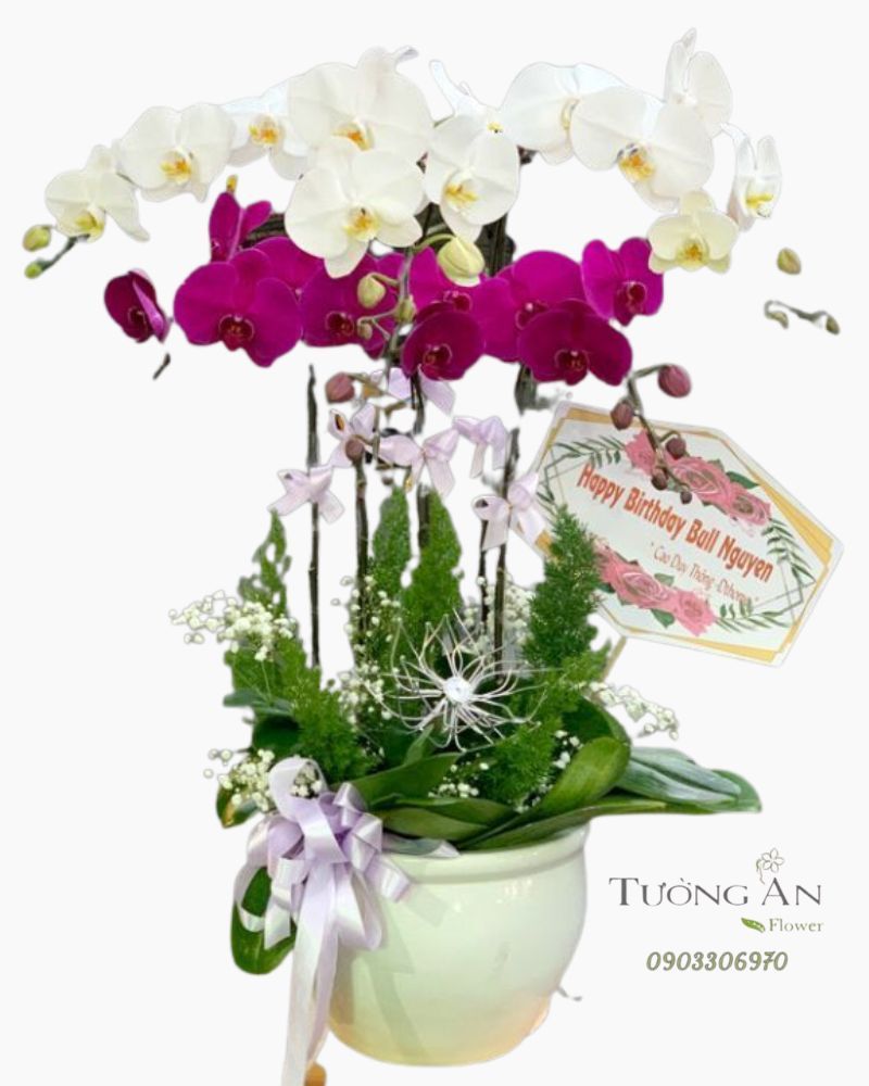  Chậu 6 Cành Lan Phối Màu - S914 