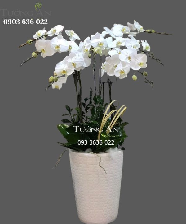  Chậu 7 Cành Lan Hồ Điệp Trắng - S864 