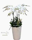  Chậu 7 Cành Lan Hồ Điệp Trắng - S864 