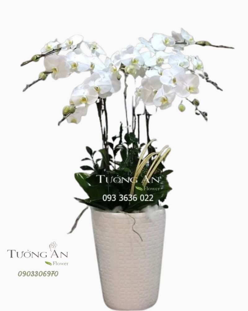  Chậu 7 Cành Lan Hồ Điệp Trắng - S864 