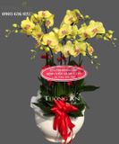  Chậu 7 Cành Lan Hồ Điệp Vàng - S871 