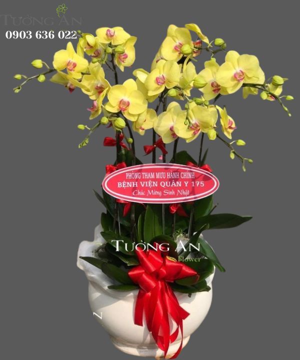  Chậu 7 Cành Lan Hồ Điệp Vàng - S871 