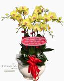  Chậu 7 Cành Lan Hồ Điệp Vàng - S871 