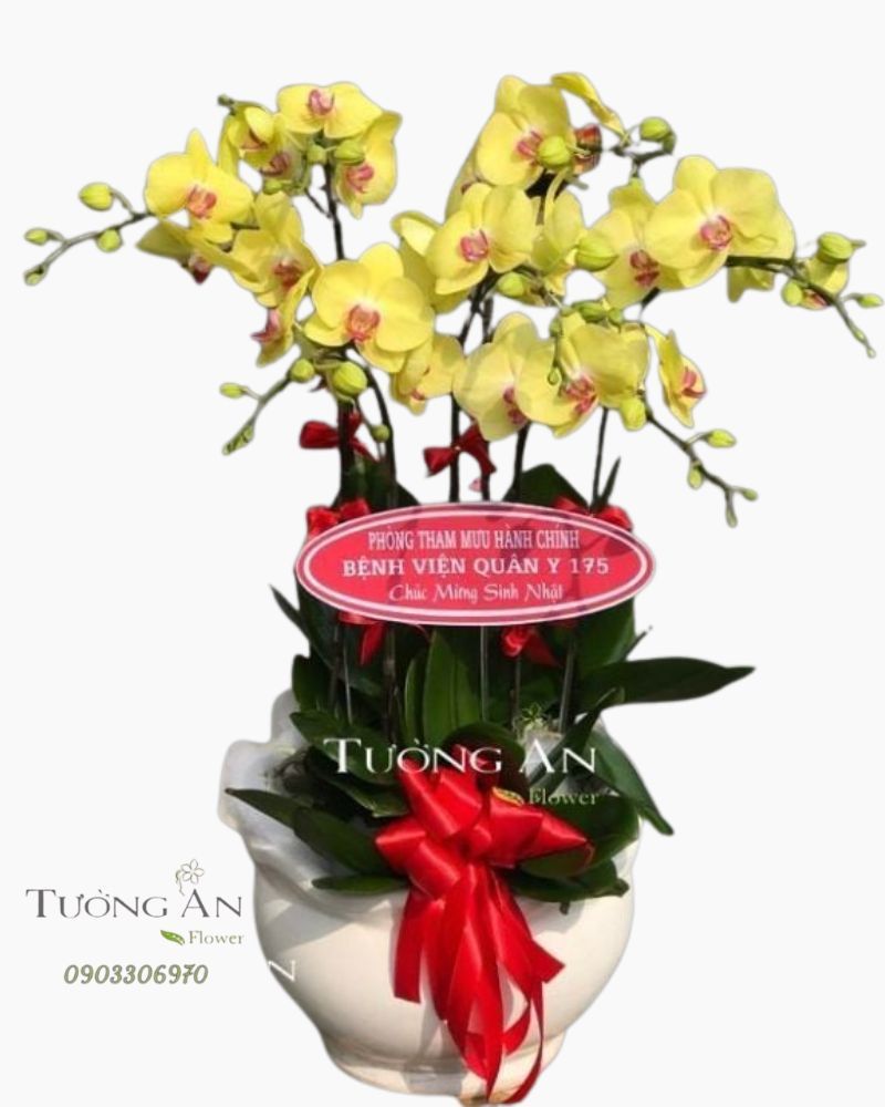  Chậu 7 Cành Lan Hồ Điệp Vàng - S871 