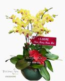  Chậu 7 Cành Lan Hồ Điệp Vàng - S877 