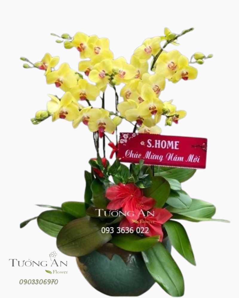  Chậu 7 Cành Lan Hồ Điệp Vàng - S877 