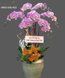  Chậu 7 Cành Lan Hồ Điệp - S878 
