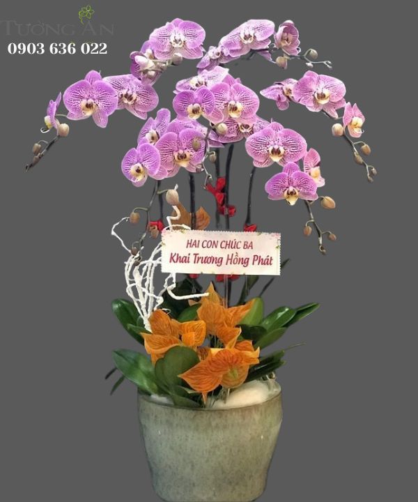  Chậu 7 Cành Lan Hồ Điệp - S878 