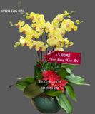  Chậu 7 Cành Lan Hồ Điệp Vàng - S877 