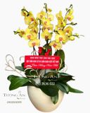  Chậu 7 Cành Lan Hồ Điệp Vàng - S972 