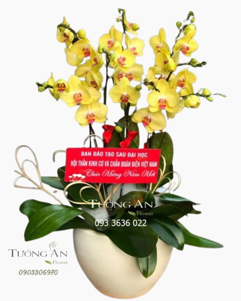  Chậu 7 Cành Lan Hồ Điệp Vàng - S972 