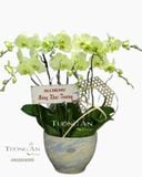  Chậu 7 Cành Lan Hồ Điệp Xanh Bơ - S971 