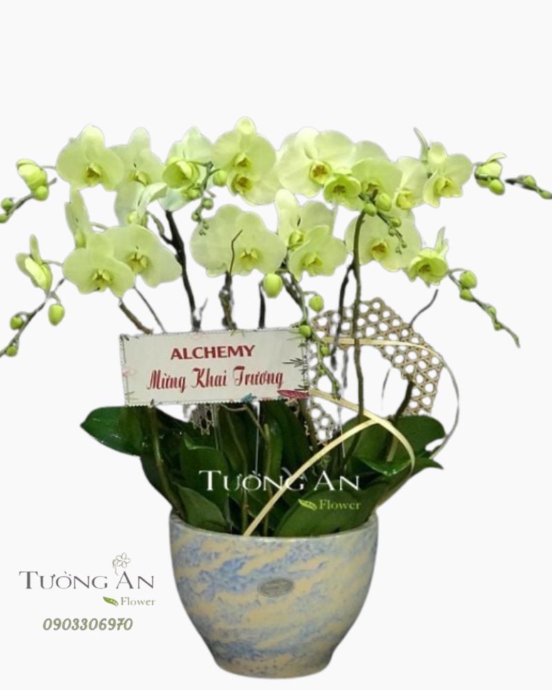  Chậu 7 Cành Lan Hồ Điệp Xanh Bơ - S971 
