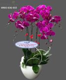  Chậu 7 Cây Lan Hồ Điệp Tím - S872 