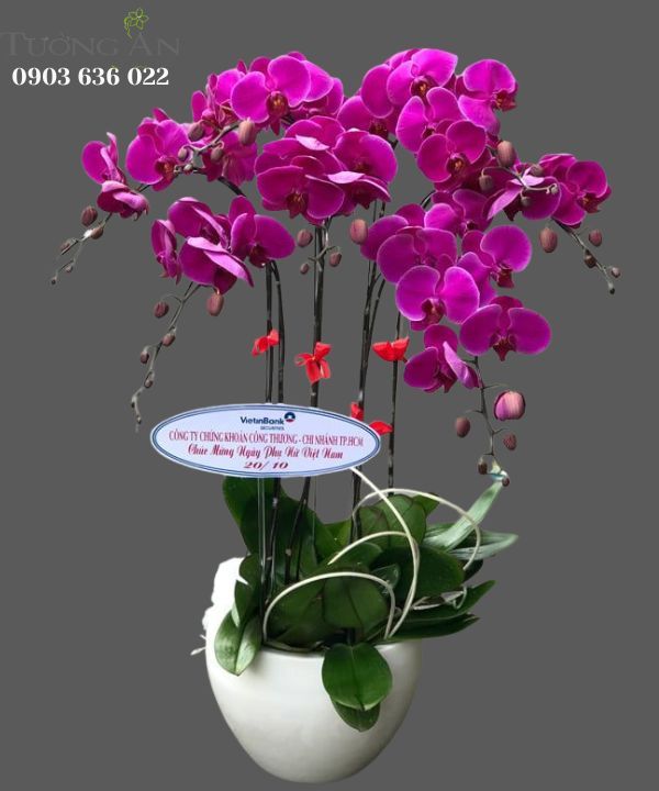  Chậu 7 Cây Lan Hồ Điệp Tím - S872 