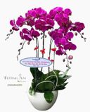  Chậu 7 Cây Lan Hồ Điệp Tím - S872 