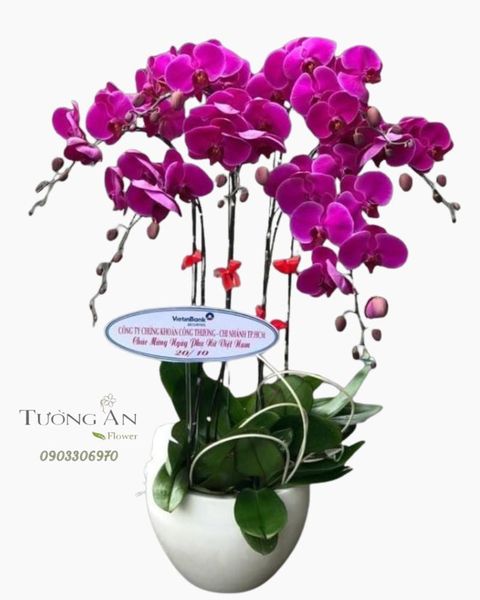 chau-7-cay-lan-ho-diep-tim-s872