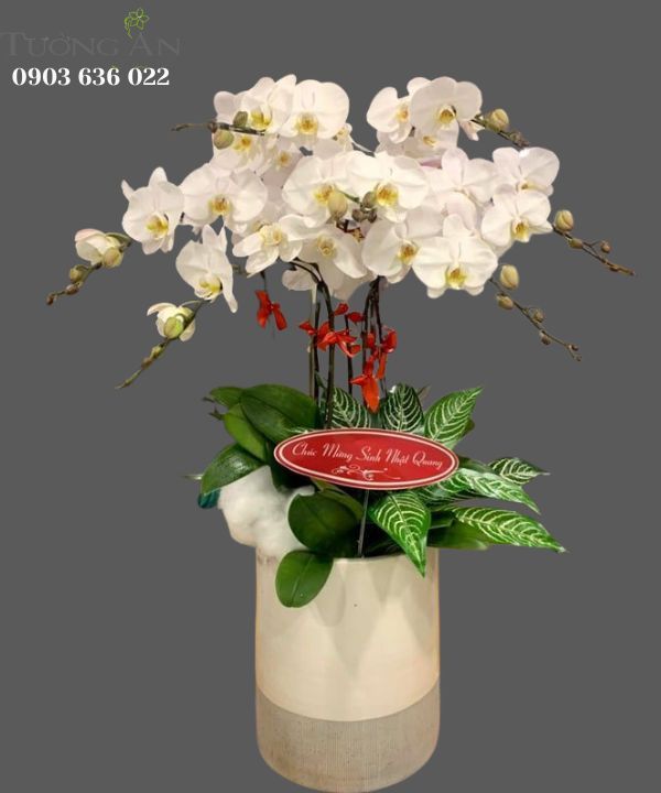  Chậu 7 Cây Lan Hồ Điệp Trắng - S856 