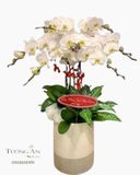  Chậu 7 Cây Lan Hồ Điệp Trắng - S856 