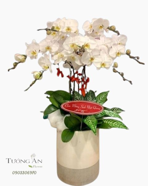 chau-7-cay-lan-ho-diep-trang-s856