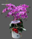  Chậu 8 Cành Lan Hồ Điệp - S842 