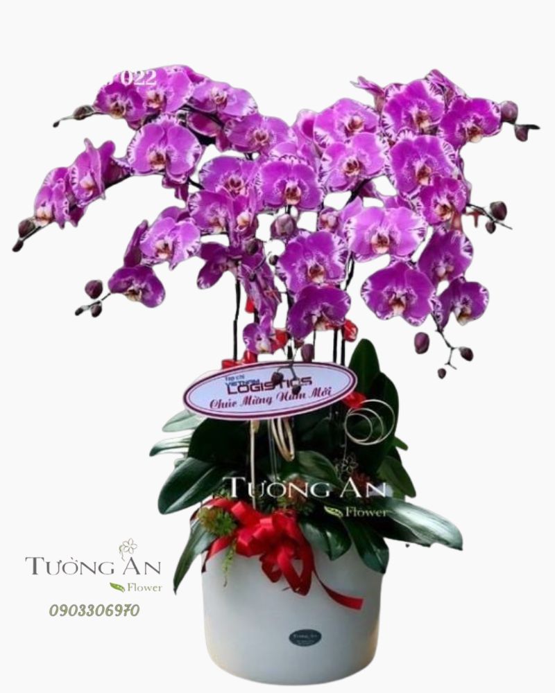  Chậu 8 Cành Lan Hồ Điệp - S842 