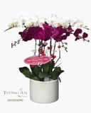  Chậu 8 Cành Lan Hồ Điệp - S885 