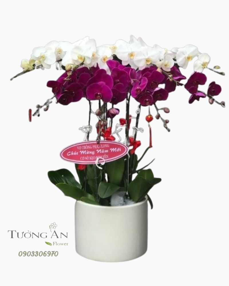  Chậu 8 Cành Lan Hồ Điệp - S885 