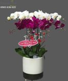  Chậu 8 Cành Lan Hồ Điệp - S885 