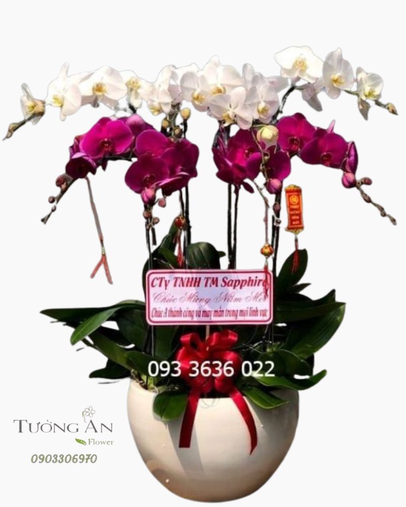  Chậu 8 Cành Lan Hồ Điệp - S909 