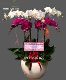 Chậu 8 Cành Lan Hồ Điệp - S909 