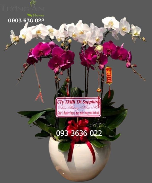  Chậu 8 Cành Lan Hồ Điệp - S909 