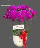  Chậu 8 Cành Lan Hồ Điệp - S960 