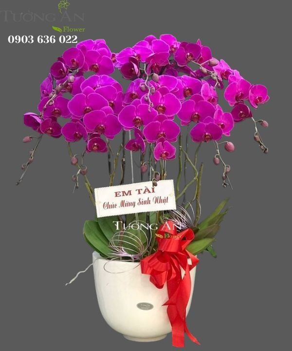  Chậu 8 Cành Lan Hồ Điệp - S960 