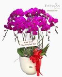  Chậu 8 Cành Lan Hồ Điệp - S960 