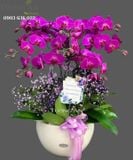  Chậu 8 Cành lan Hồ Điệp - S973 