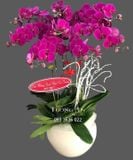  Chậu 8 Cành Lan Hồ Điệp Tím - S865 