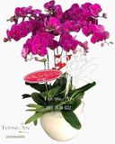  Chậu 8 Cành Lan Hồ Điệp Tím - S865 