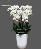  Chậu 8 Cành Lan Hồ Điệp Trắng - S961 