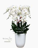 Chậu 8 Cành Lan Hồ Điệp Trắng - S961 