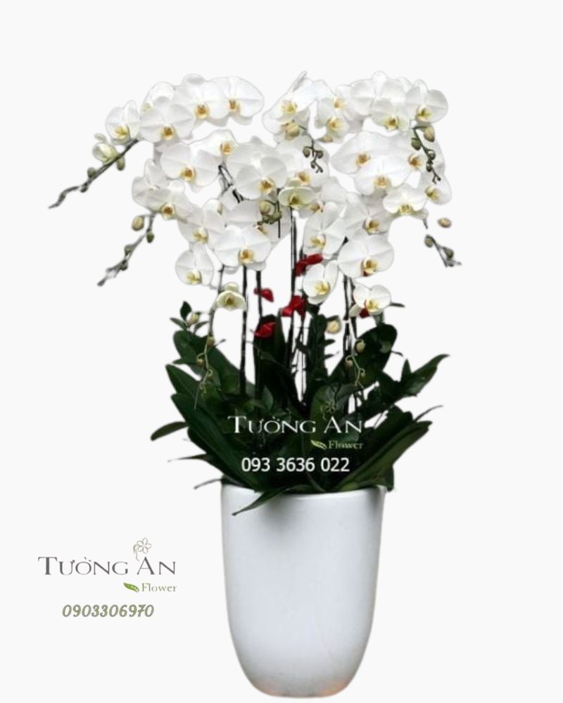 Chậu 8 Cành Lan Hồ Điệp Trắng - S961 