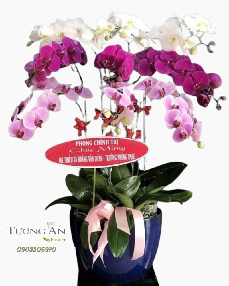  Chậu 9 Cành Lan Hồ Điệp Phối Màu - S869 