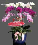  Chậu 9 Cành Lan Hồ Điệp Phối Màu - S869 