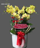  Chậu Lan Hồ Điệp Vàng - S859 