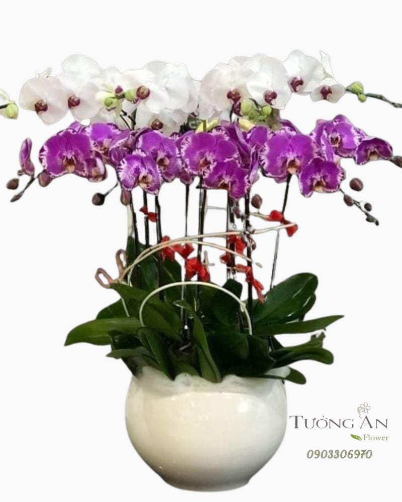  Chậu 9 Cành Lan Hồ Điệp Phối Màu - S917 