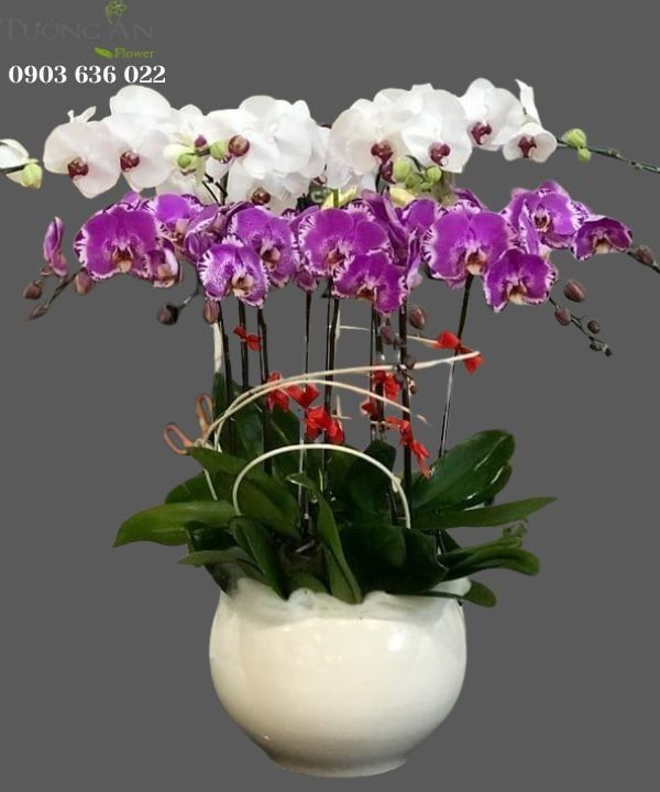  Chậu 9 Cành Lan Hồ Điệp Phối Màu - S917 