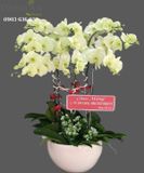  Chậu 9 Cành Lan Hồ Điệp - S979 