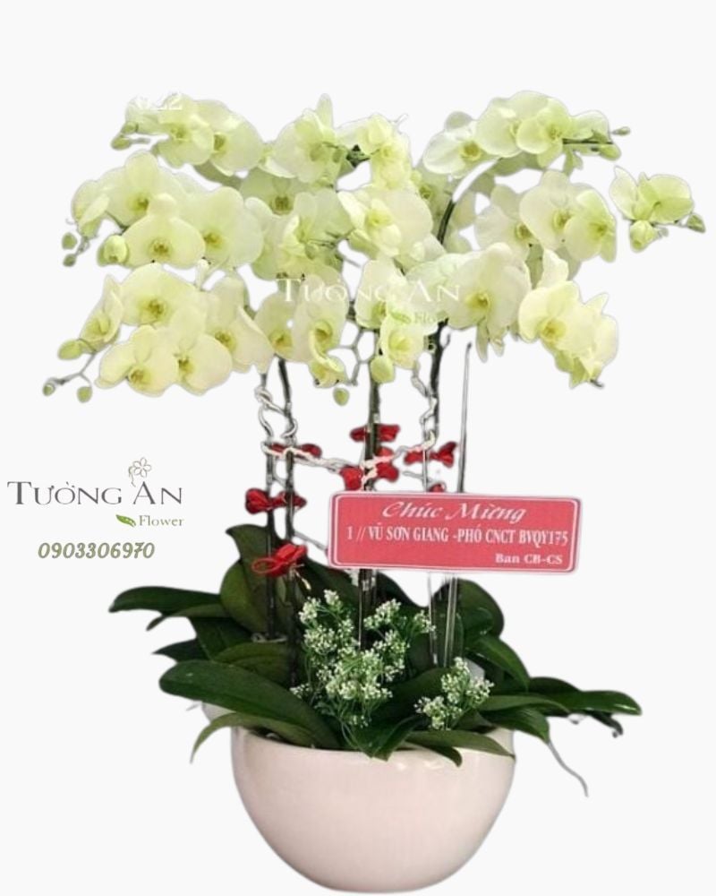  Chậu 9 Cành Lan Hồ Điệp - S979 