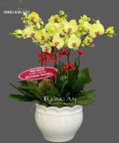  Chậu 9 Cành lan Hồ Điệp Vàng - S854 