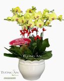  Chậu 9 Cành lan Hồ Điệp Vàng - S854 